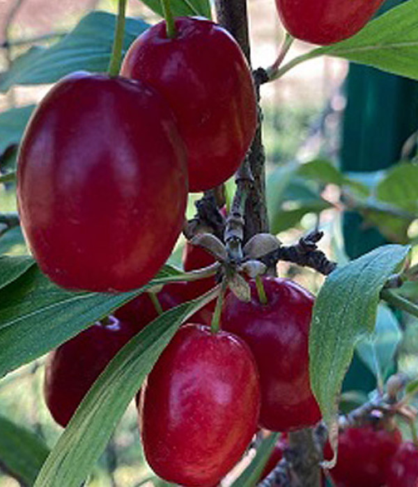Drieň obyčajný (Cornus mas) RACIBORSKI