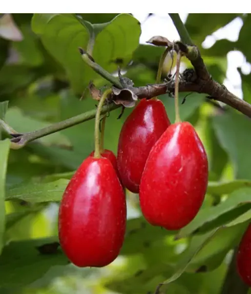 Kornelkirsche (Cornus mas) SCHÖNBRUNNER GOURMET
