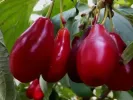Cornelian Cherry Dogwood (Cornus mas) SEMEN - Tutifruti SK