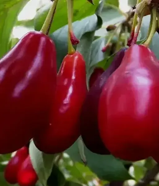 Cornelian Cherry Dogwood (Cornus mas) SEMEN