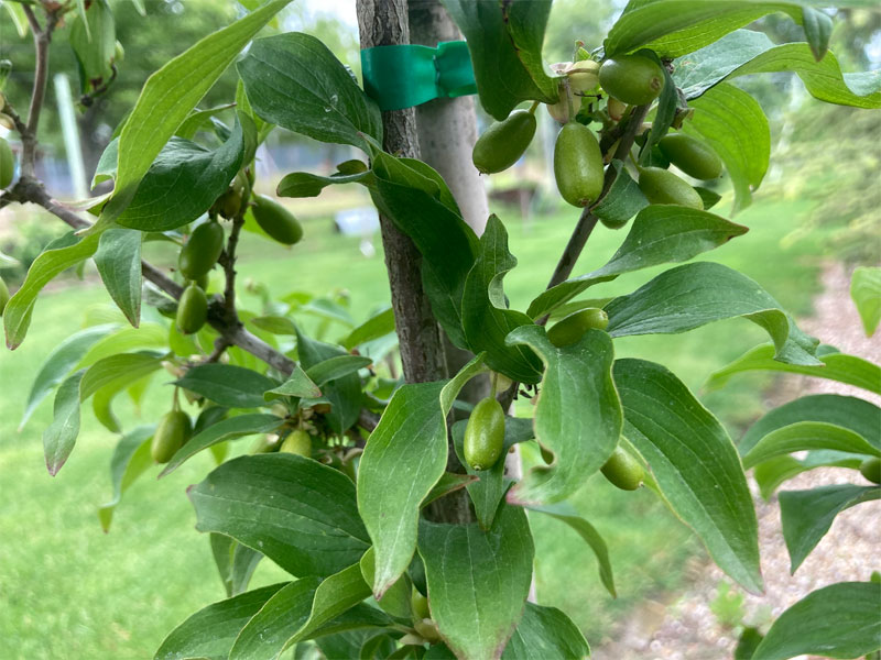 Drieň obyčajný (Cornus mas) SLOWIANIN