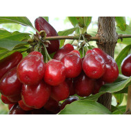 Cornelian Cherry Dogwood (Cornus mas) SLOWIANIN