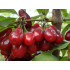 Cornelian Cherry Dogwood (Cornus mas) SLOWIANIN