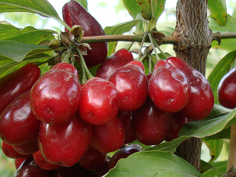 Drieň obyčajný (Cornus mas) SLOWIANIN