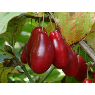 Cornelian Cherry Dogwood (Cornus mas) LUKJANOVSKIJ