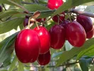 Cornelian Cherry Dogwood (Cornus mas) SVIETLANA - Tutifruti SK
