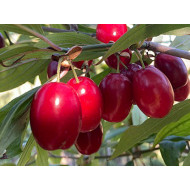 Cornelian Cherry Dogwood (Cornus mas) SVIETLANA