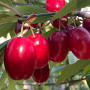 Drieň obyčajný (Cornus mas) SVIETLANA