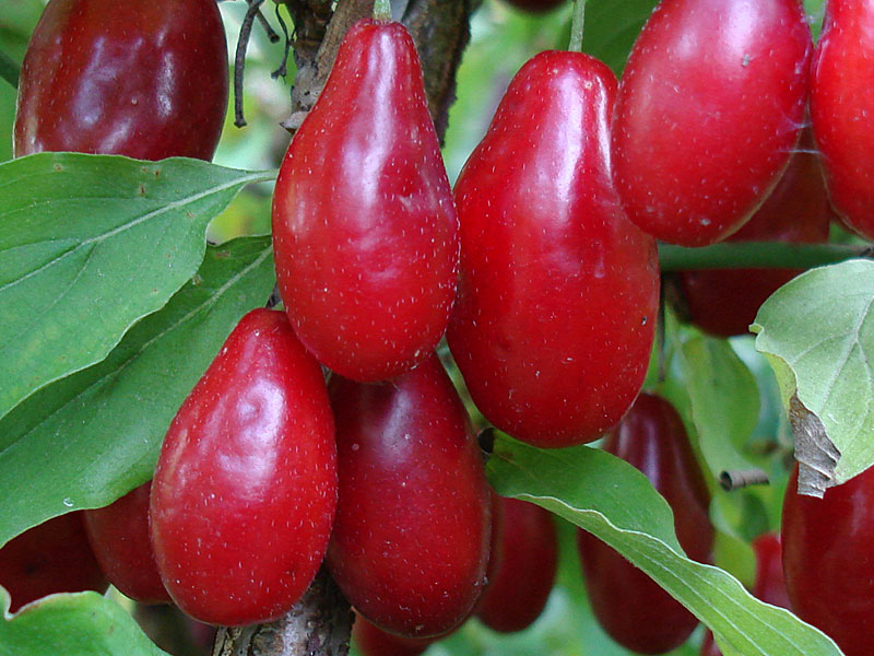 Drieň obyčajný (Cornus mas) SVETLJAČOK