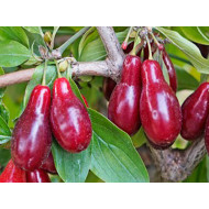 Cornelian Cherry Dogwood (Cornus mas) SZAFER®