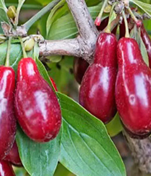 Cornelian Cherry Dogwood (Cornus mas) SZAFER®
