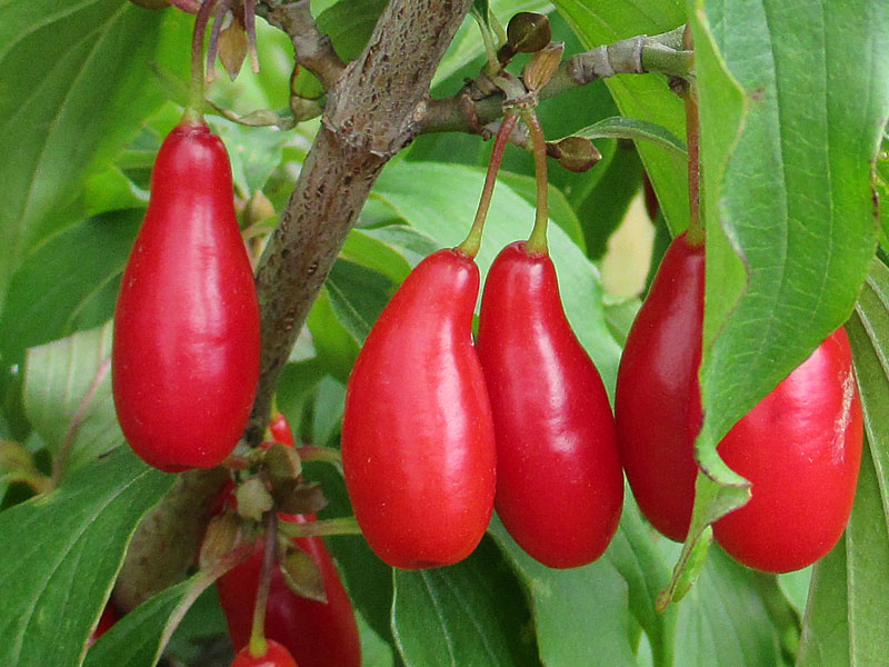 Cornelian Cherry Dogwood (Cornus mas) VYDUBECKY