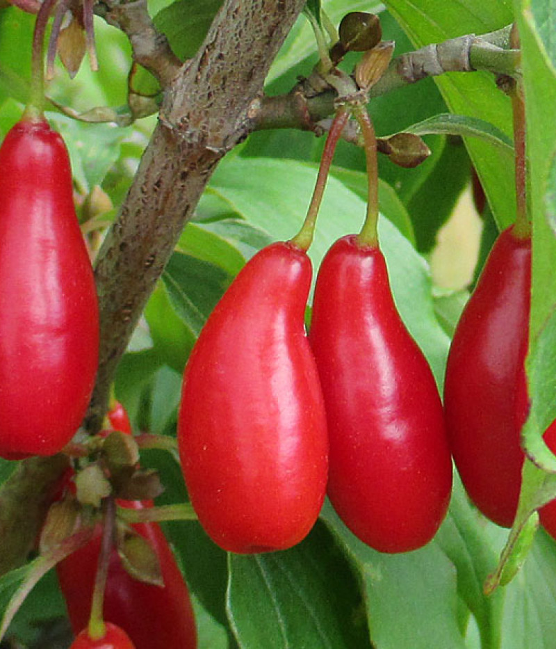 Drieň obyčajný (Cornus mas) VYDUBECKIJ - Tutifruti SK