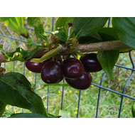 Cornelian Cherry Dogwood (Cornus mas) VIOLACEA