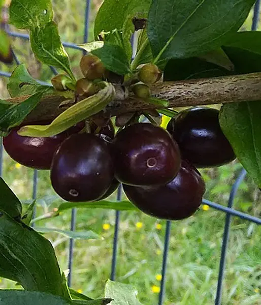 Cornelian Cherry Dogwood (Cornus mas) VIOLACEA
