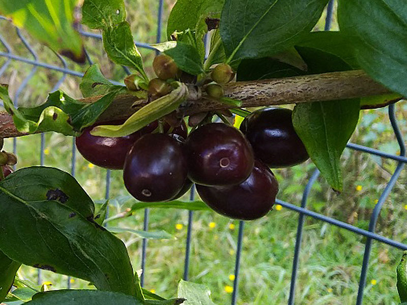 Drieň obyčajný (Cornus mas) VIOLACEA