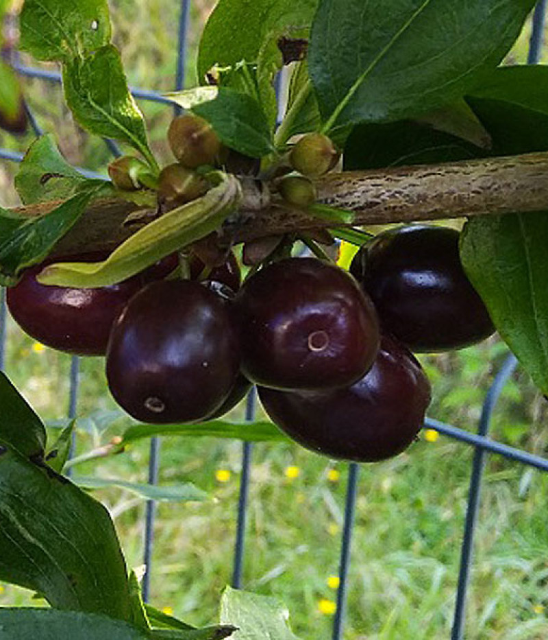Cornelian Cherry Dogwood (Cornus mas) VIOLACEA - Tutifruti SK