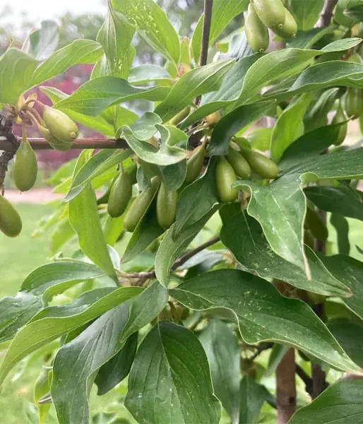Cornelian Cherry Dogwood (Cornus mas) VLADIMIRSKY - Tutifruti SK