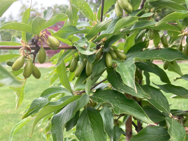 Drieň obyčajný (Cornus mas) VLADIMIRSKIJ