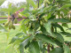 Cornelian Cherry Dogwood (Cornus mas) VLADIMIRSKY
