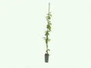 DOGWOOD Rare Fruit Tree Collection 4 plants - Tutifruti SK
