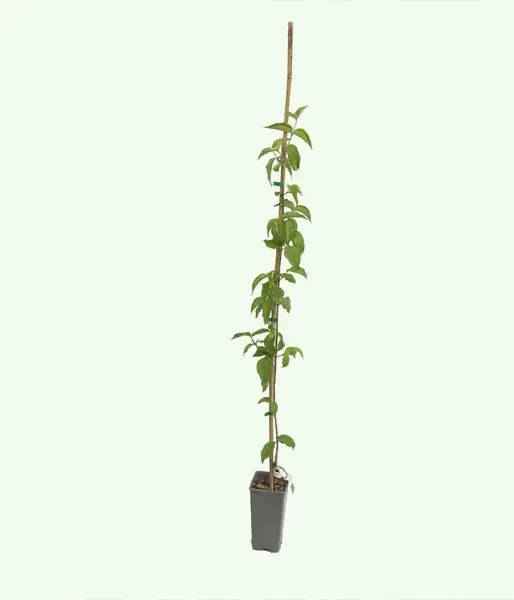 DOGWOOD Rare Fruit Tree Collection 4 plants - Tutifruti SK