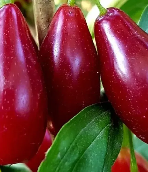 Cornelian Cherry Dogwood (Cornus mas) VLADIMIRSKY - Tutifruti SK