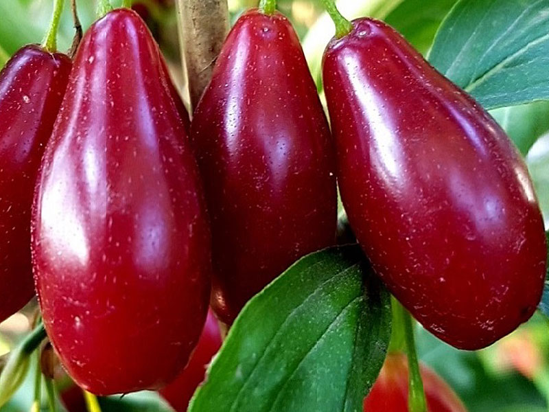 Cornelian Cherry Dogwood (Cornus mas) VLADIMIRSKY