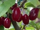 Drieň obyčajný (Cornus mas) ORIGINALNYJ - Tutifruti SK
