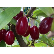 Cornelian Cherry Dogwood (Cornus mas) YELENA