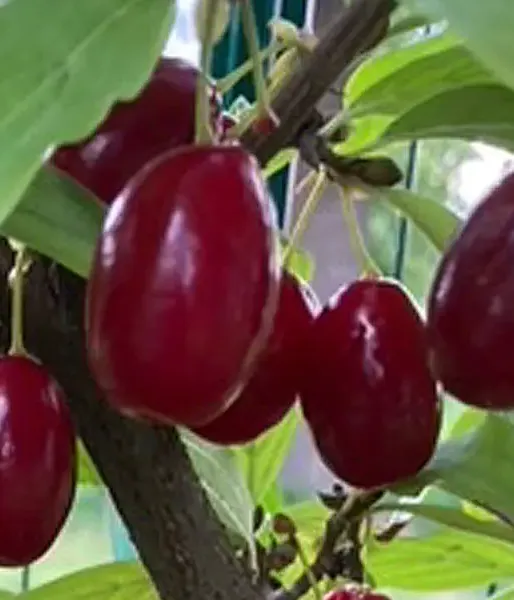 Drieň obyčajný (Cornus mas) ORIGINALNYJ - Tutifruti SK