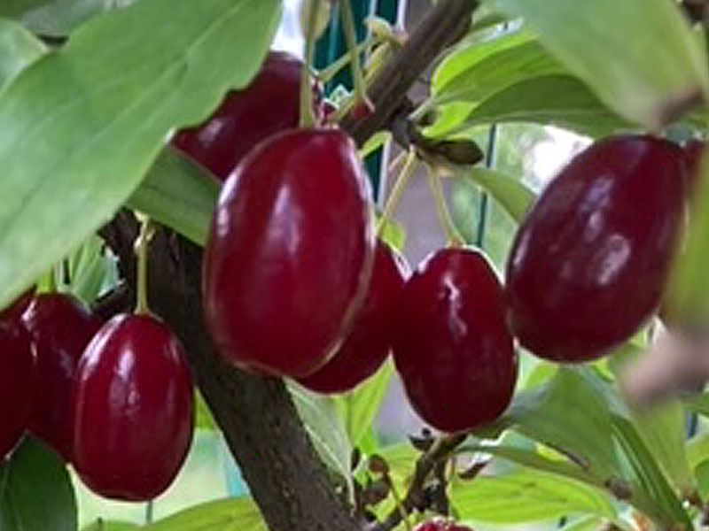 Drieň obyčajný (Cornus mas) OLENA (Yelena)