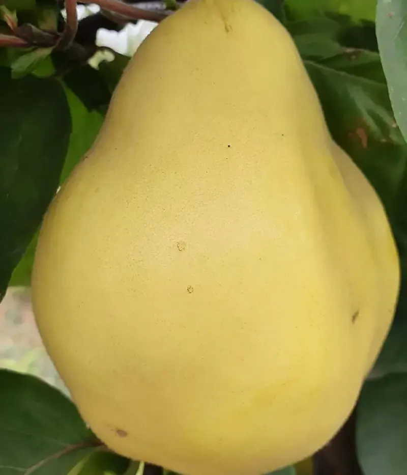 Dula (Cydonia oblonga) AURIU - Tutifruti, s.r.o.