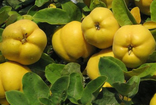 Zlaté poklady z Rumunska: Predstavujeme duly 'Moldovenesti', 'Aromate' a 'Auriu'