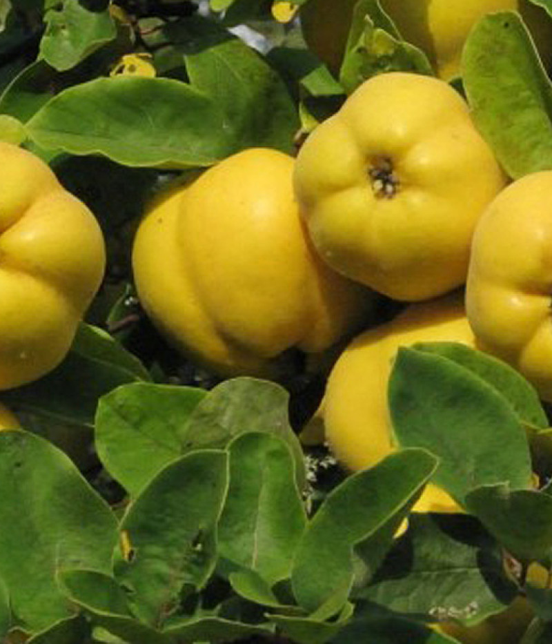 Dula (Cydonia oblonga) DAROK ONUKU - Tutifruti, s.r.o.