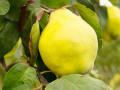 Quince Trees