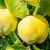Quince Trees to order