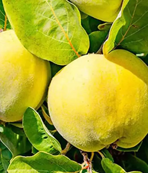 Quince (Cydonia oblonga) URSYNOWSKAJA