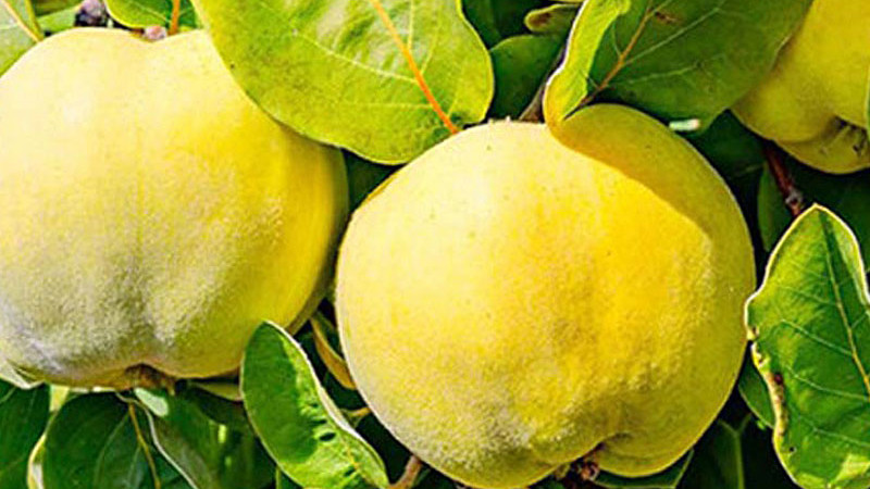 Dula: Zabudnutý poklad pre zdravie a kuchyňu – kompletný sprievodca