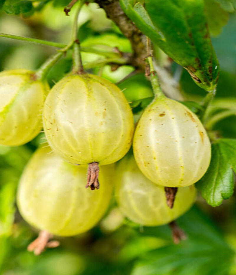Stachelbeere (Grossularia uva-crispa) HINNONMAKI GELB - Tutifruti SK