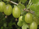 Egreš (Grossularia uva-crispa) INVICTA- stromček