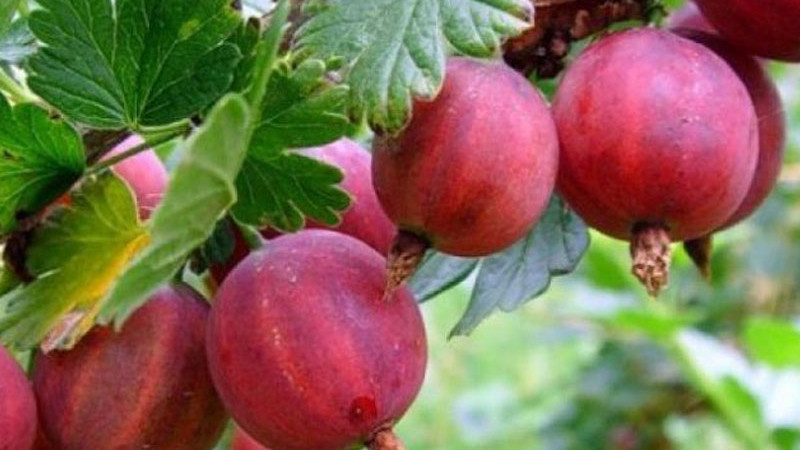 Egreše Kolobok a Krasnoslavjanskij: Detailná analýza ruských odrôd | Blog