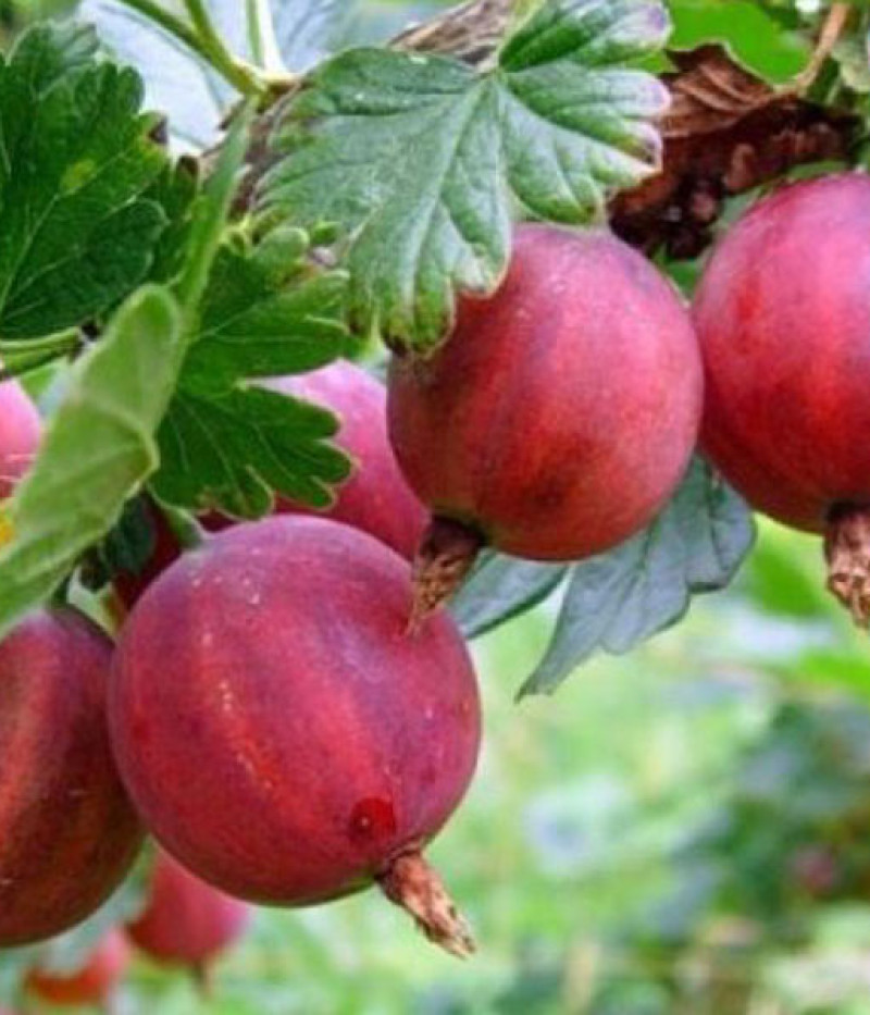 Egreš (Ribes uva-crispa) TUKUMA KONFEKŠU - Tutifruti, s.r.o.