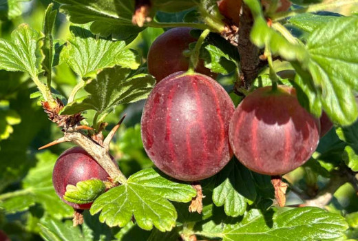 Analýza odrôd egrešov: Porovnanie odrôd 'Mašenka' a 'Tukuma Konfekšu' | Blog