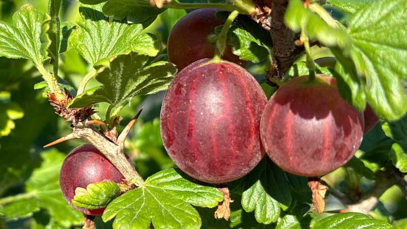 Analýza odrôd egrešov: Porovnanie odrôd 'Mašenka' a 'Tukuma Konfekšu' | Blog