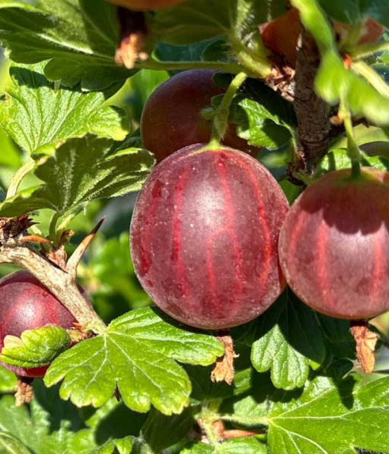 Egreš (Ribes uva-crispa) KRASNOSLAVIJANSKIJ - Tutifruti, s.r.o. (SK)