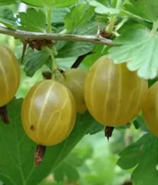 Egreš (Ribes uva-crispa) KURŠU DZINTARS