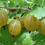 Egreš (Ribes uva-crispa) KURŠU DZINTARS