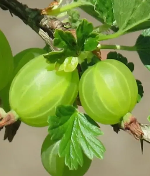 Stachelbeere (Ribes uva-crispa) MAIJA