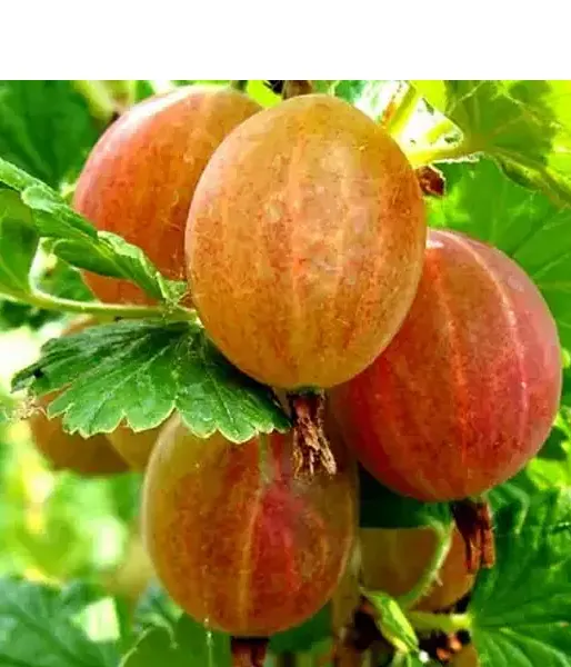 Gooseberry (Grossularia uva-crispa) RODNIK - Tutifruti SK